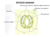 Medžiagų pernaša lapuose 7 puslapis