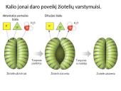 Medžiagų pernaša lapuose 8 puslapis