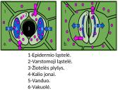 Medžiagų pernaša lapuose 9 puslapis