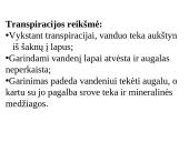 Medžiagų pernaša lapuose 10 puslapis