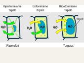 Medžiagų pernaša ląstelėje 12 puslapis