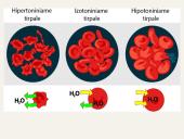 Medžiagų pernaša ląstelėje 13 puslapis