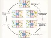Medžiagų pernaša ląstelėje 17 puslapis