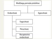 Medžiagų pernaša ląstelėje 18 puslapis