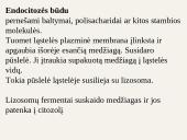 Medžiagų pernaša ląstelėje 19 puslapis