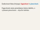 Medžiagų pernaša ląstelėje 20 puslapis