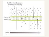 Medžiagų pernaša ląstelėje 6 puslapis