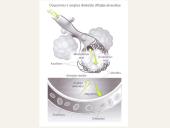 Medžiagų pernaša ląstelėje 7 puslapis