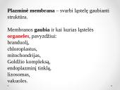 Plazminės membranos sandara 2 puslapis