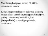 Plazminės membranos sandara 12 puslapis