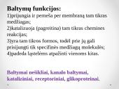 Plazminės membranos sandara 13 puslapis