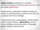 Plazminės membranos sandara 14 puslapis