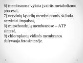 Plazminės membranos sandara 4 puslapis