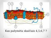 Plazminės membranos sandara 6 puslapis