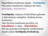 Plazminės membranos sandara 7 puslapis