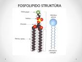 Plazminės membranos sandara 8 puslapis