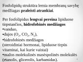 Plazminės membranos sandara 9 puslapis