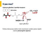 Anaerobinis kvėpavimas 6 puslapis