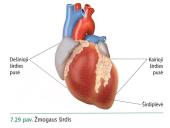 Širdis ir kiti žmogaus kraujotakos organai  2 puslapis