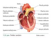 Širdis ir kiti žmogaus kraujotakos organai  3 puslapis