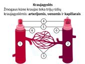 Širdis ir kiti žmogaus kraujotakos organai  4 puslapis
