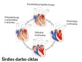 Širdis ir kiti žmogaus kraujotakos organai  5 puslapis