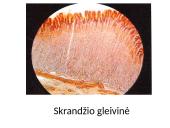 Virškinimas burnoje ir skrandyje (skaidrės) 16 puslapis