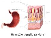 Virškinimas burnoje ir skrandyje (skaidrės) 17 puslapis