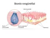 Virškinimas burnoje ir skrandyje (skaidrės) 6 puslapis