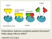 Virškinimo procesas ir reikšmė 3 puslapis