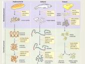 Virškinimo procesas ir reikšmė 6 puslapis