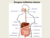 Virškinimo procesas ir reikšmė 10 puslapis