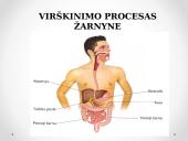 Virškinimo procesas žarnyne