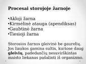 Virškinimo procesas žarnyne 11 puslapis
