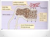 Virškinimo procesas žarnyne 12 puslapis
