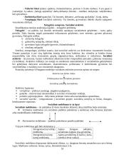 Sociologijos dalyko teorija 18 puslapis