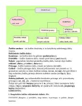 Žodžių darybos kartojimas 2 puslapis