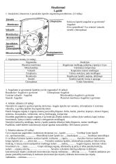 Ląstelės sandaros testas 3 puslapis