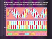 Baltymų biosintezės kartojimas 3 puslapis