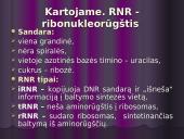 Baltymų biosintezės kartojimas 4 puslapis