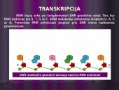 Baltymų biosintezės kartojimas 6 puslapis