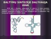 Baltymų biosintezės kartojimas 7 puslapis