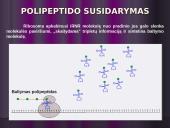 Baltymų biosintezės kartojimas 10 puslapis