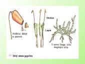 Samanų ir sporinių induočių dauginimasis 11 puslapis