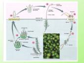 Samanų ir sporinių induočių dauginimasis 13 puslapis