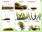 Samanų ir sporinių induočių dauginimasis 15 puslapis