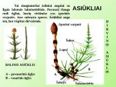 Samanų ir sporinių induočių dauginimasis 18 puslapis