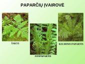 Samanų ir sporinių induočių dauginimasis 19 puslapis
