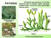 Samanų ir sporinių induočių dauginimasis 20 puslapis