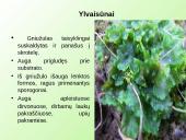 Samanų ir sporinių induočių dauginimasis 5 puslapis